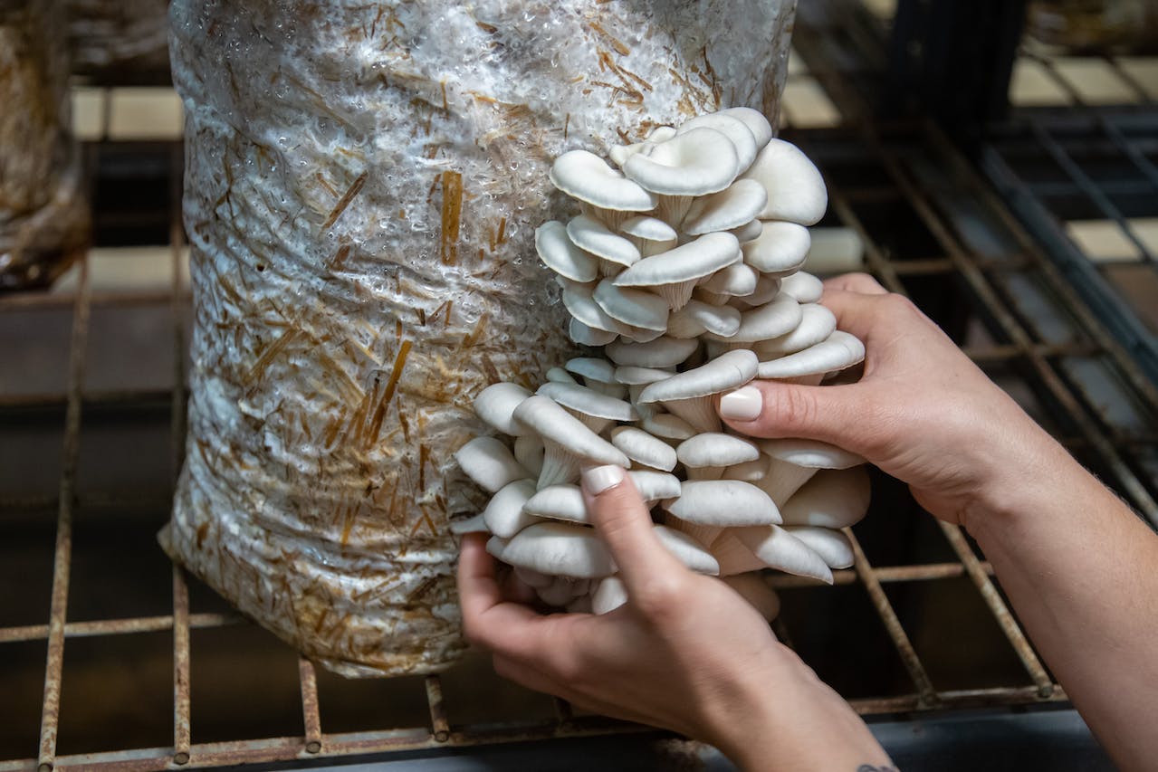 What Are the Different Mushroom Growing Methods? (Revealed)